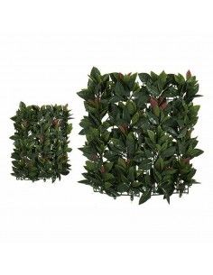 Planta Decorativa