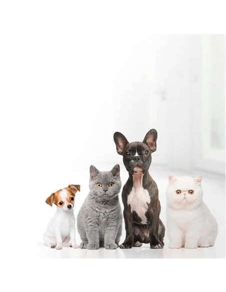 Mascotas
